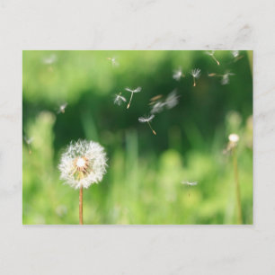 Postal Dandelion en el viento