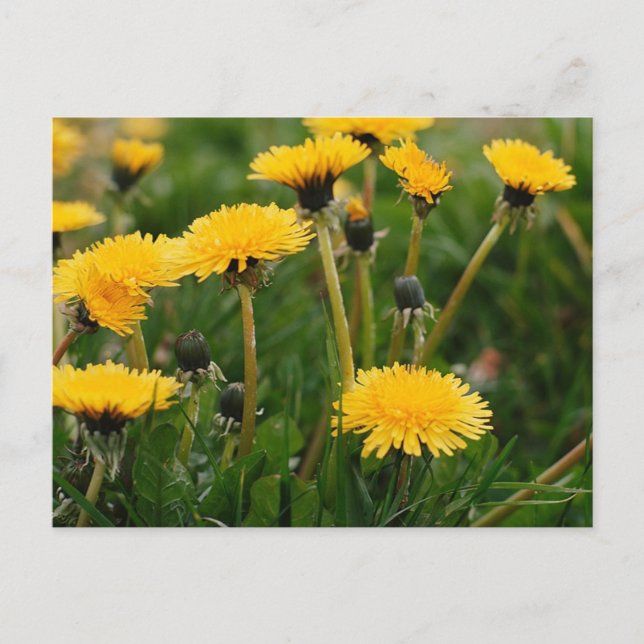 Postal Dandelion Field (Anverso)