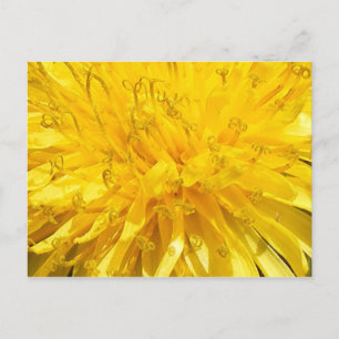 Postal Dandelion Flower