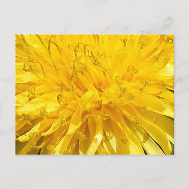 Postal Dandelion Flower (Anverso)