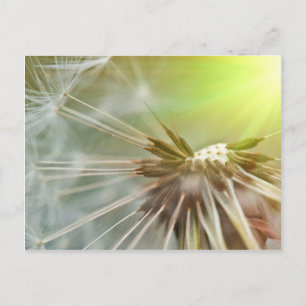 Postal Dandelion Flower
