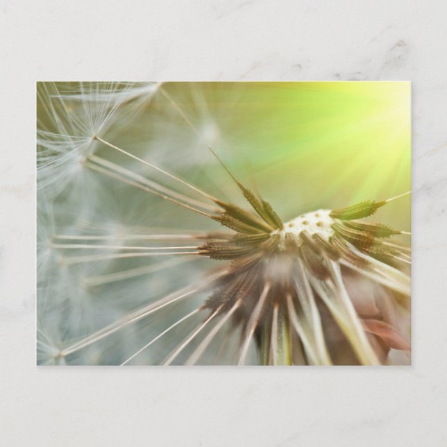 Postal Dandelion Flower (Anverso)