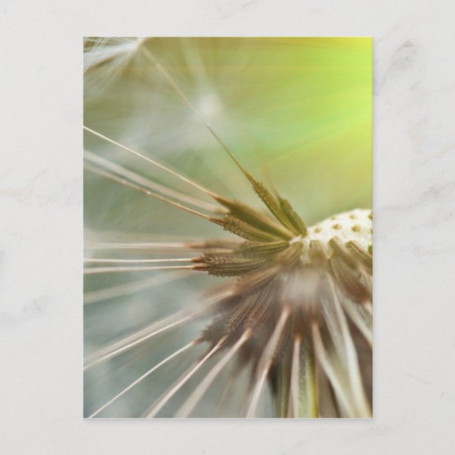 Postal Dandelion Flower (Anverso)