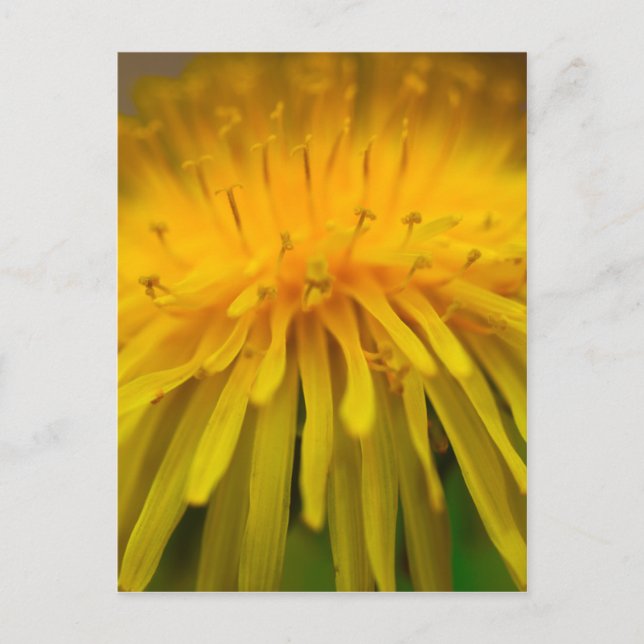 Postal Dandelion Flower | Fotografía floral y macro (Anverso)