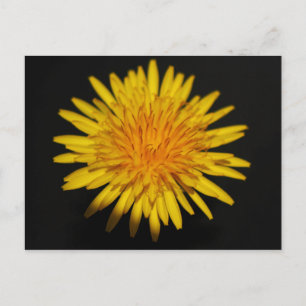 Postal Dandelion Flower pcnm