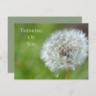 Postal Dandelion Flower Thinking