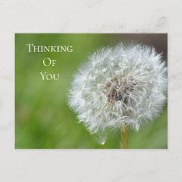 Postal Dandelion Flower Thinking