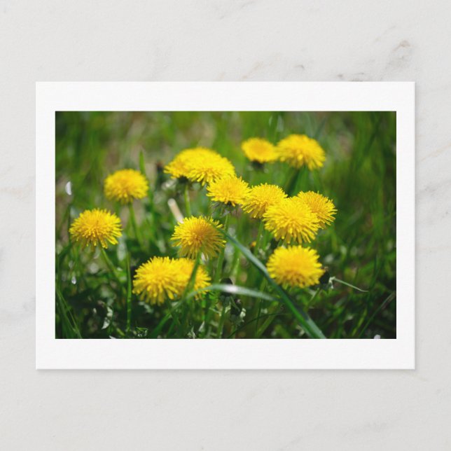 Postal Dandelion Flowers Dandelions Yellow Green (Anverso)