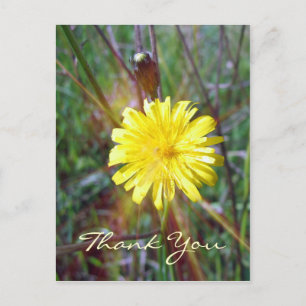 Postal Dandelion Glow