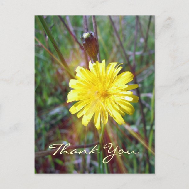 Postal Dandelion Glow (Anverso)