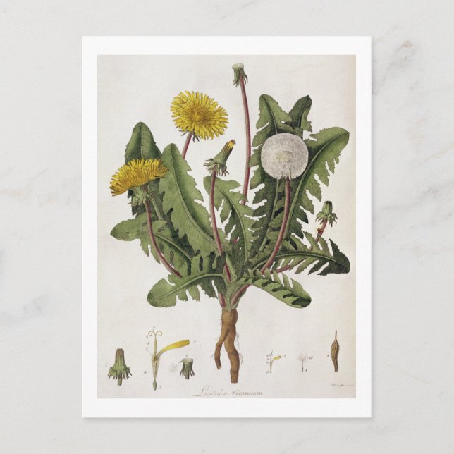 Postal Dandelion (grabado de colores) (Anverso)