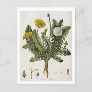 Postal Dandelion (grabado de colores)