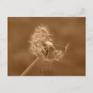 Postal Dandelion Hello Postcard