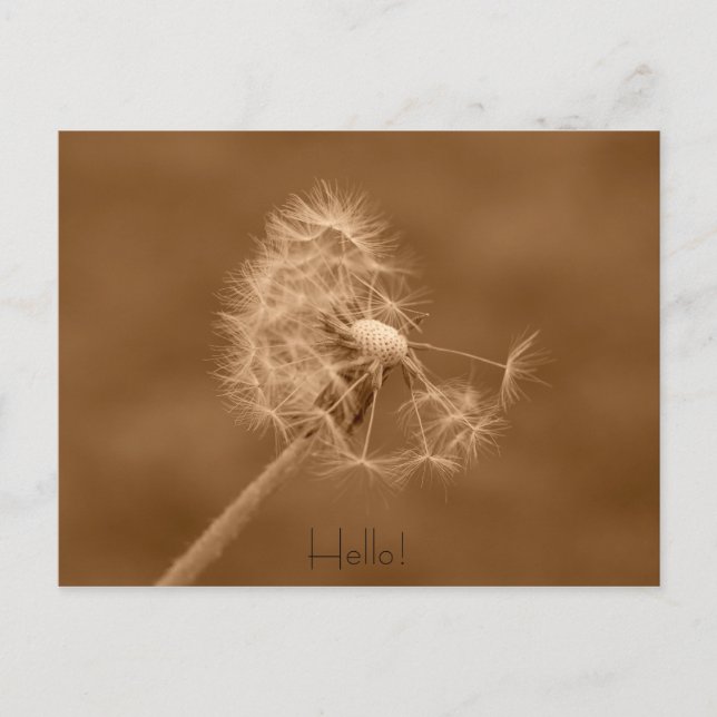 Postal Dandelion Hello Postcard (Anverso)