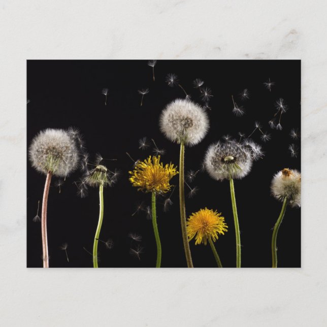 Postal Dandelion negro moderno (Anverso)