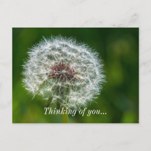 Postal Dandelion Pensando Ligeramente En Tu Postcard