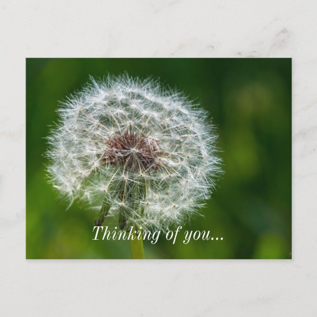 Postal Dandelion Pensando Ligeramente En Tu Postcard (Anverso)
