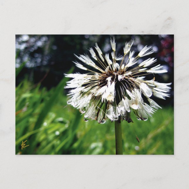 Postal Dandelion Poof con la naturaleza pacífica del perr (Anverso)