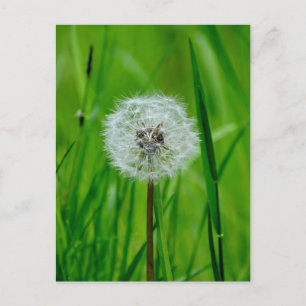 Postal Dandelion - Postcard