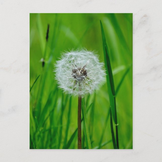 Postal Dandelion - Postcard (Anverso)