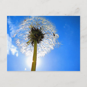 Postal Dandelion Postcard