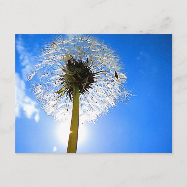 Postal Dandelion Postcard (Anverso)