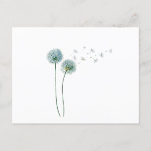 Postal Dandelion Postcard