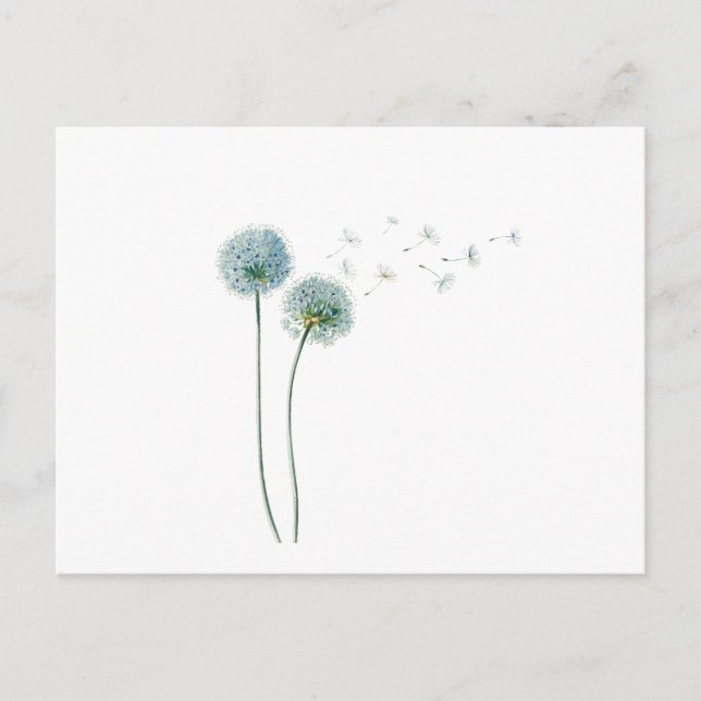 Postal Dandelion Postcard (Anverso)