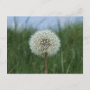 Postal Dandelion Postcard