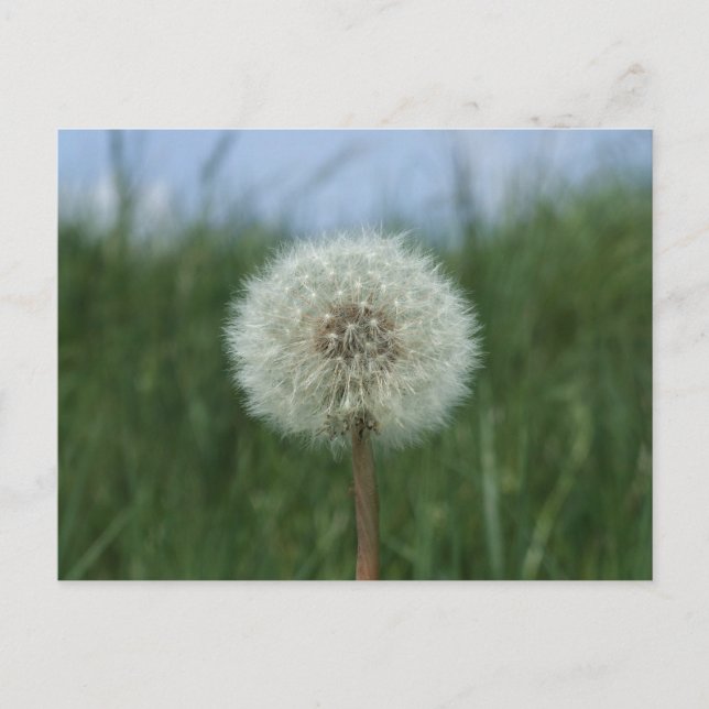 Postal Dandelion Postcard (Anverso)