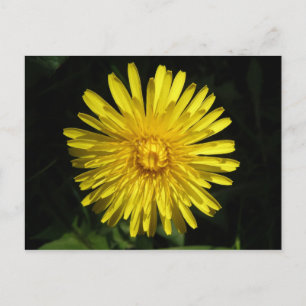 Postal Dandelion Postcard