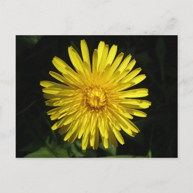Postal Dandelion Postcard (Anverso)