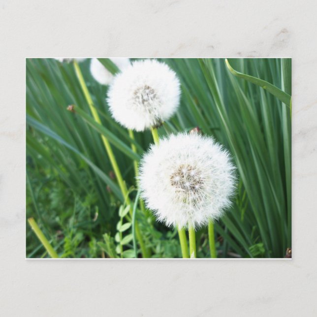 Postal Dandelion Puff (Anverso)