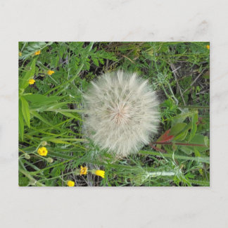 Postal Dandelion Puff