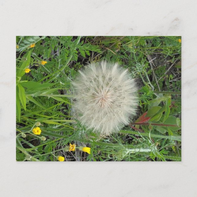 Postal Dandelion Puff (Anverso)