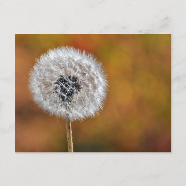 Postal Dandelion Seed (Anverso)