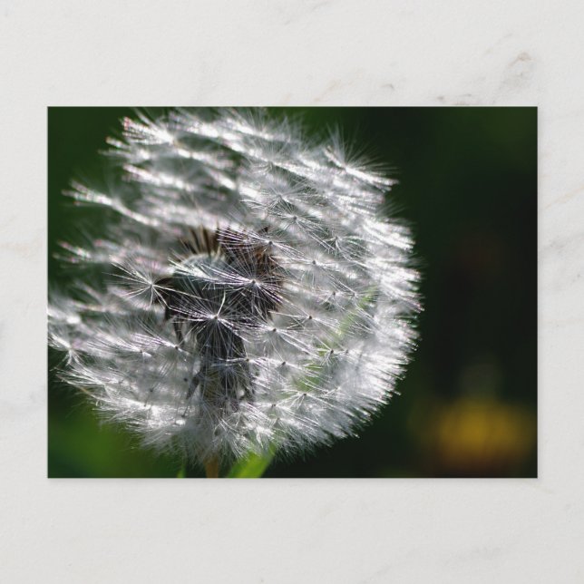 Postal Dandelion Seed Head - Postcard (Anverso)