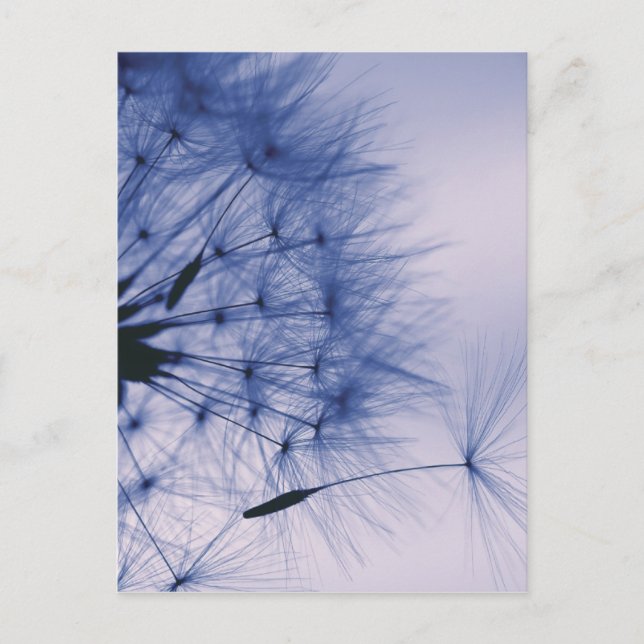 Postal Dandelion Seeds (Anverso)