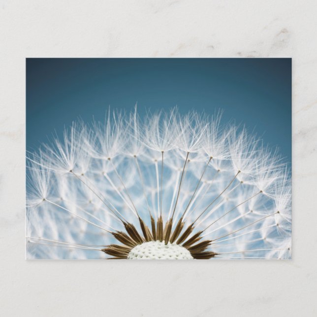 Postal Dandelion Seeds (Anverso)