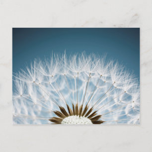 Postal Dandelion Seeds