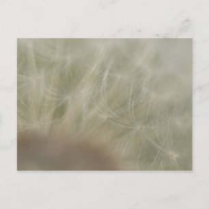 Postal Dandelion Seeds