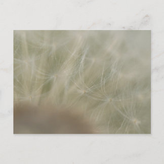 Postal Dandelion Seeds