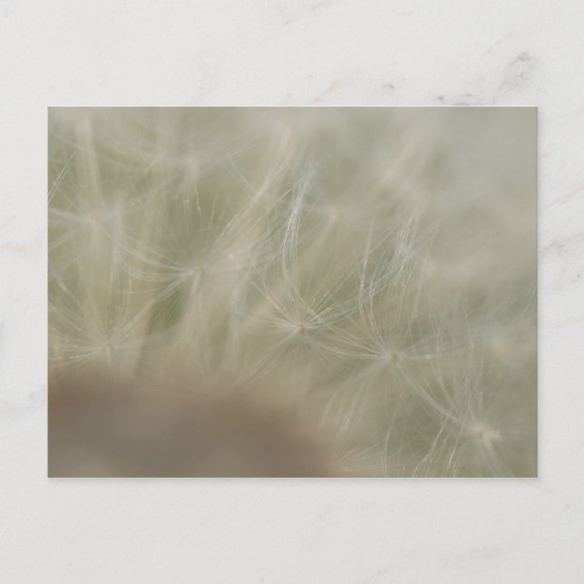 Postal Dandelion Seeds (Anverso)