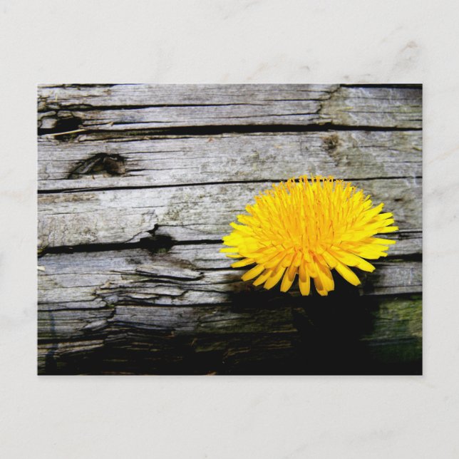 Postal Dandelion Weed (Anverso)