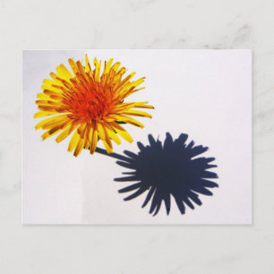 Postal Dandelion y Shadow pcnm
