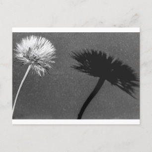 Postal Dandelion y sombra