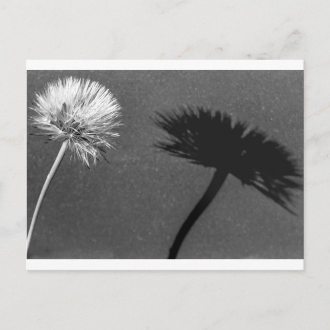 Postal Dandelion y sombra (Anverso)