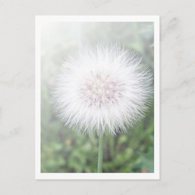 Postal Dandelioness Selings (Anverso)