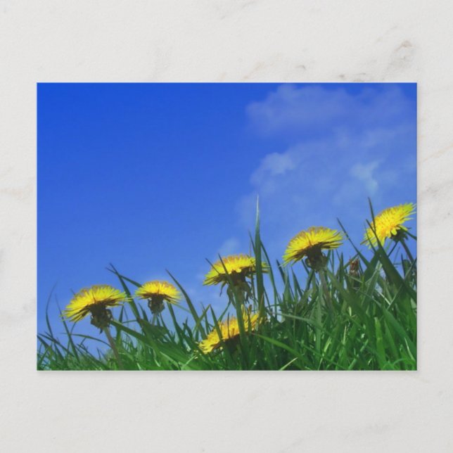 Postal Dandelions (Anverso)