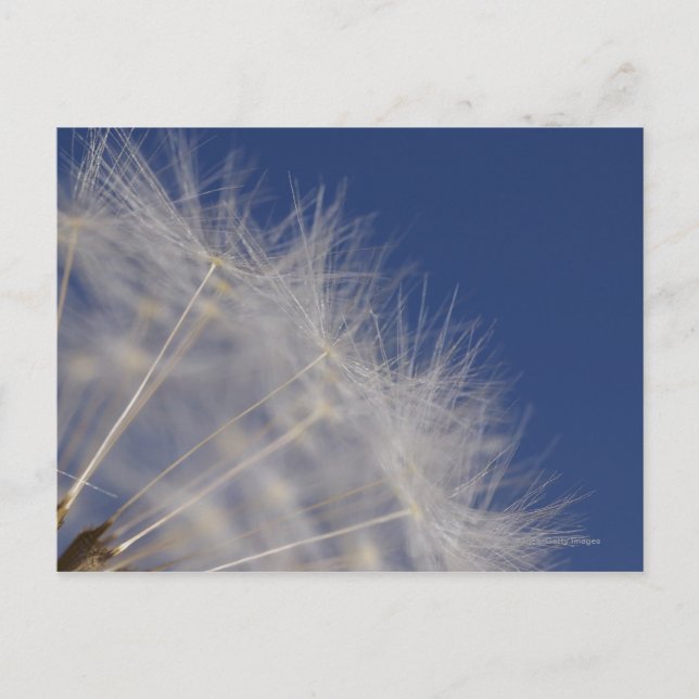 Postal Dandelions (Anverso)